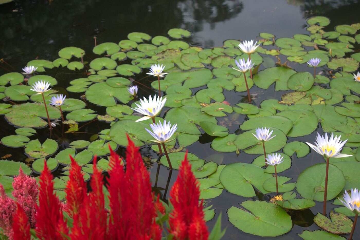 Water lilies blooming on a calm pond