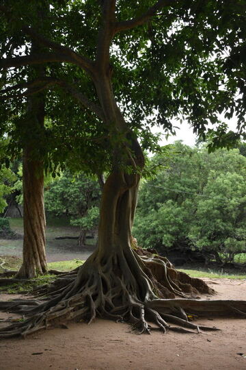A tree with wide roots spreading across the ground